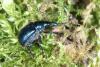Byctiscus betulae
